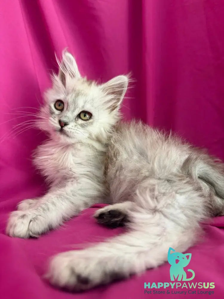 Xiolina Maine Coon female black silver shaded - live animals