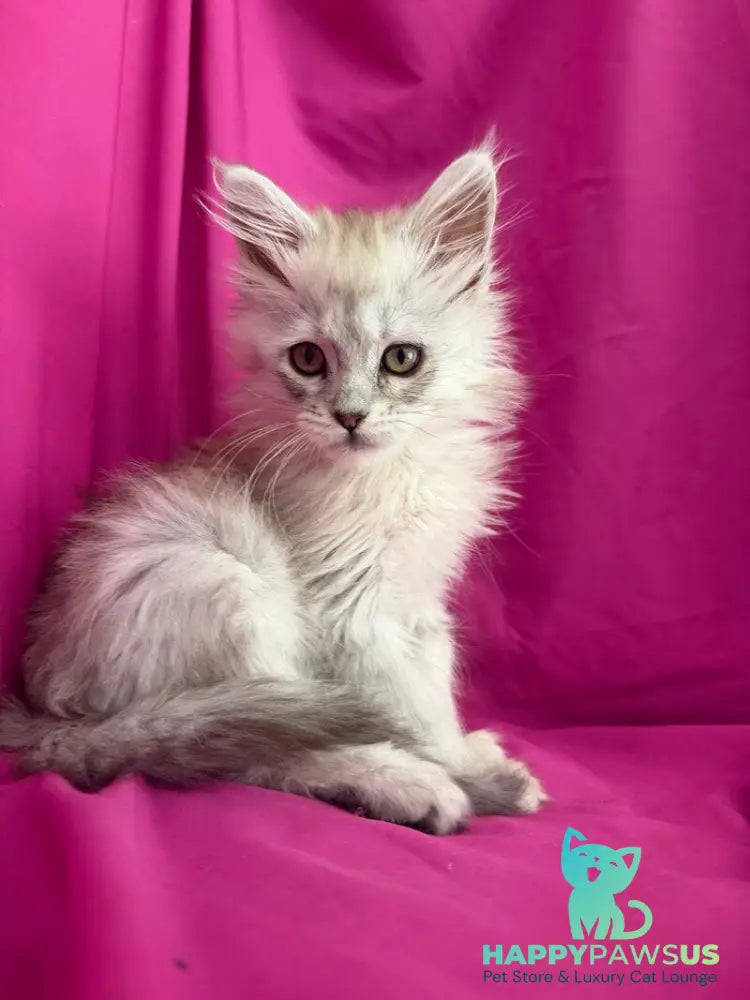 Xiolina Maine Coon female black silver shaded - live animals