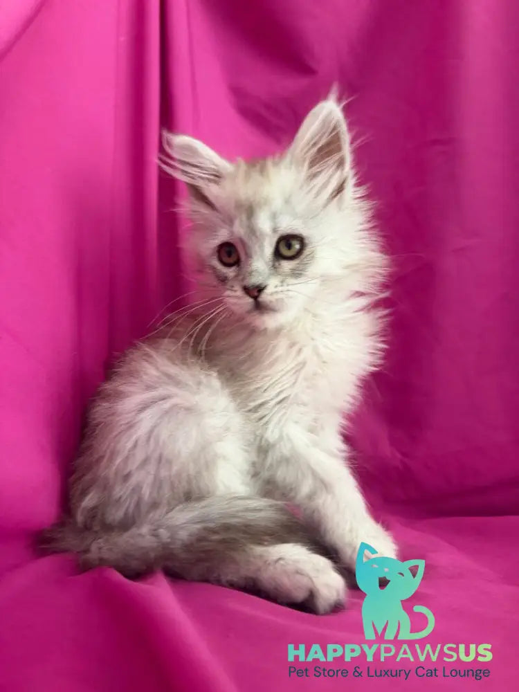 Xiolina Maine Coon female black silver shaded - live animals