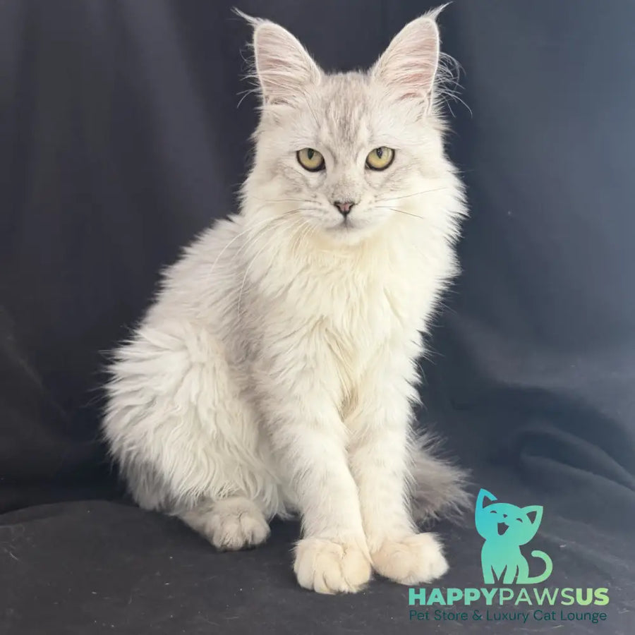 Xiolina Maine Coon female black silver shaded - live animals