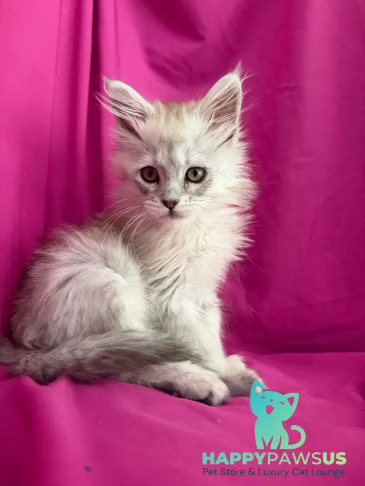 Xiolina Maine Coon female black silver shaded - live animals