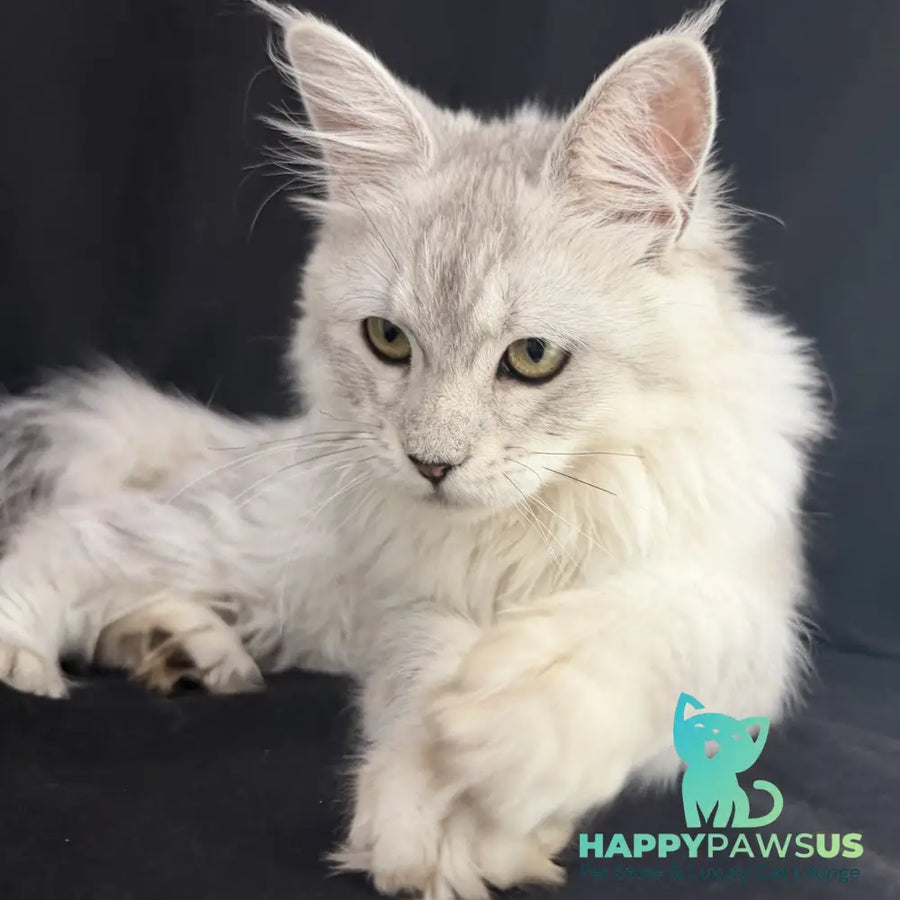 Xiolina Maine Coon female black silver shaded - live animals