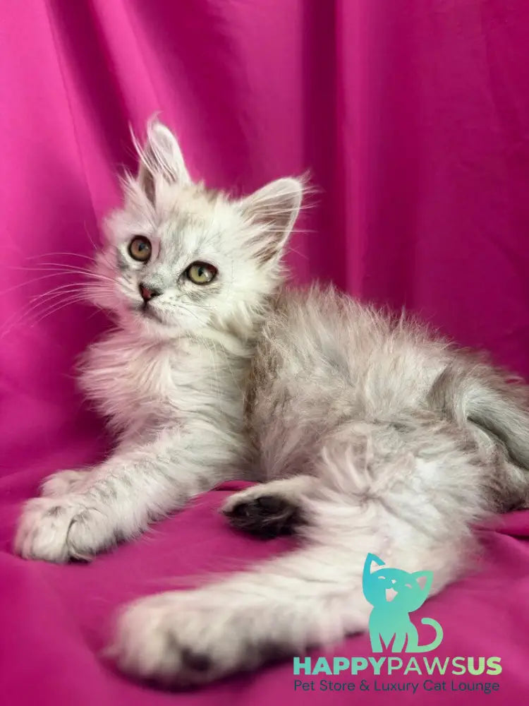 Xiolina Maine Coon female black silver shaded - live animals