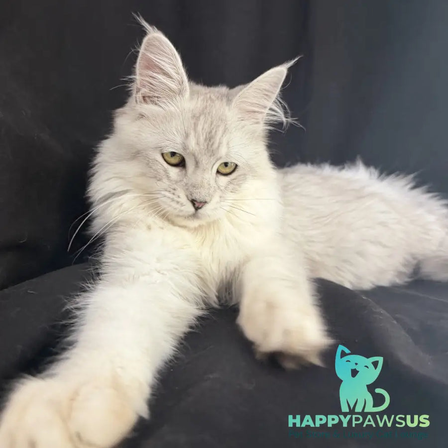 Xiolina Maine Coon female black silver shaded - live animals