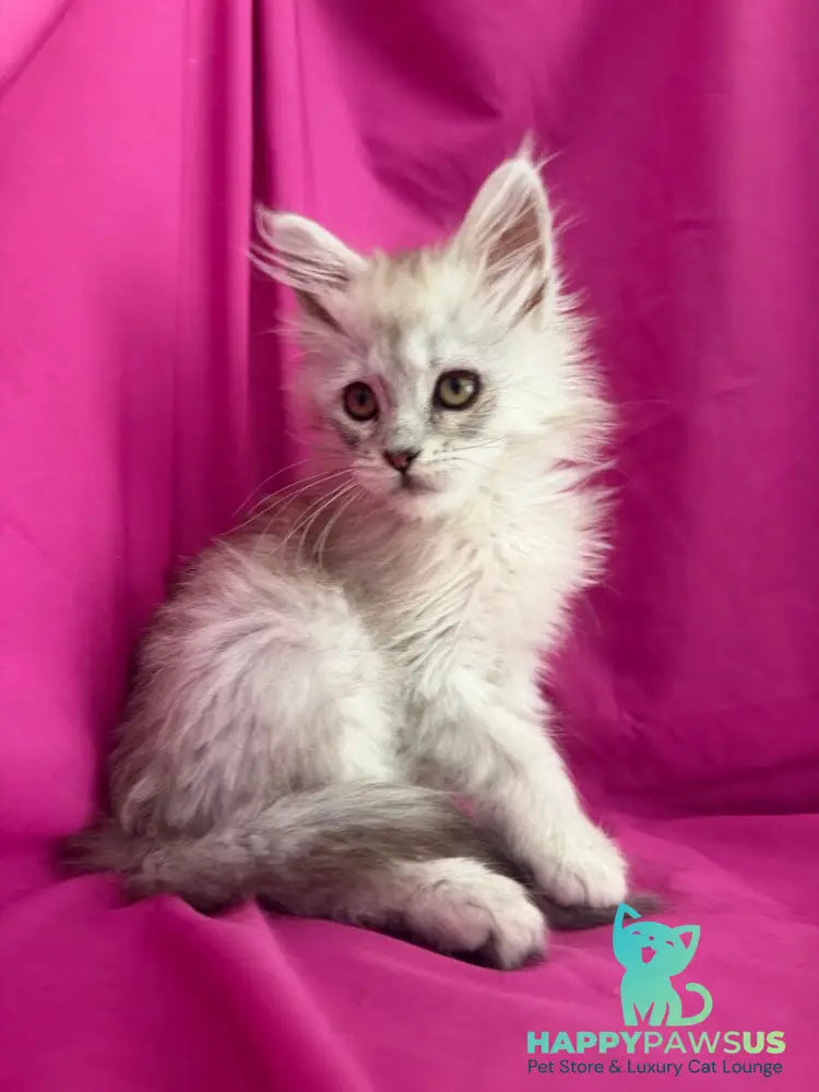 Xiolina Maine Coon female black silver shaded - live animals