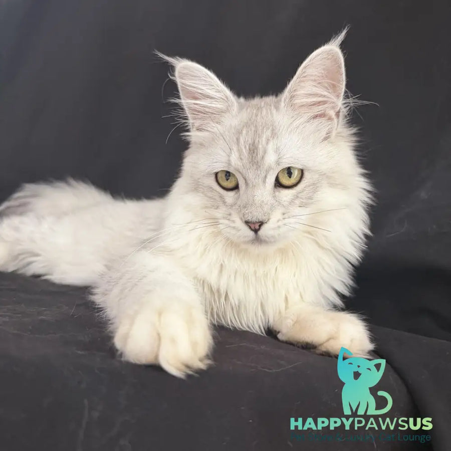 Xiolina Maine Coon female black silver shaded - live animals
