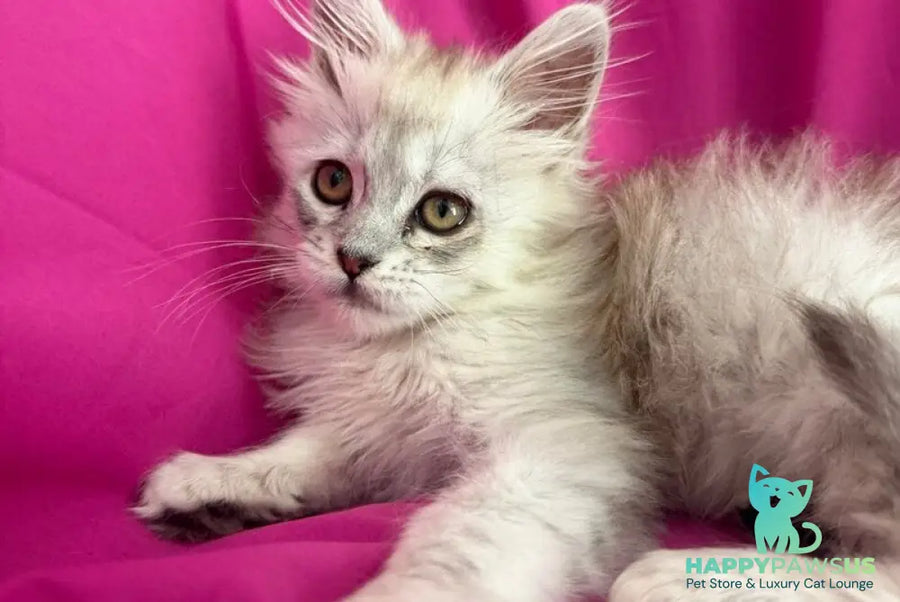 Xiolina Maine Coon female black silver shaded - live animals