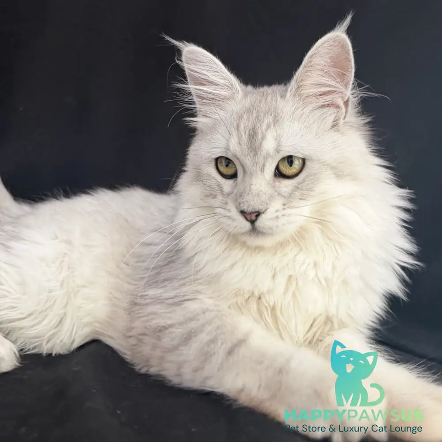 Xiolina Maine Coon female black silver shaded - live animals