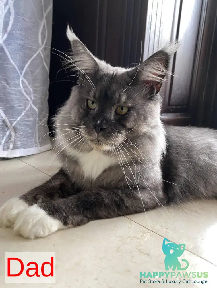 Xiolina Maine Coon female black silver shaded - live animals