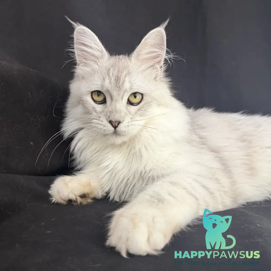 Xiolina Maine Coon female black silver shaded - live animals