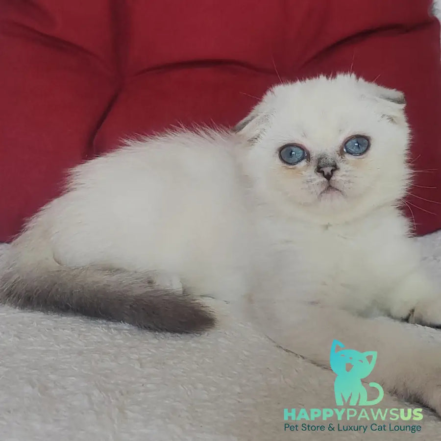 Xiomi Scottish Fold male blue silver ticked tabby - live animals