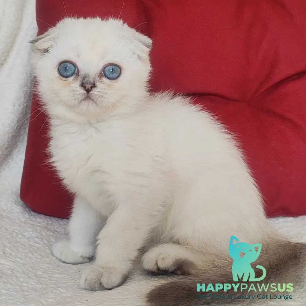 Xiomi Scottish Fold male blue silver ticked tabby - live animals