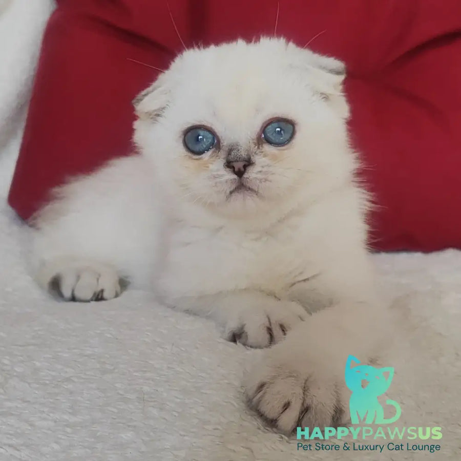 Xiomi Scottish Fold male blue silver ticked tabby - live animals