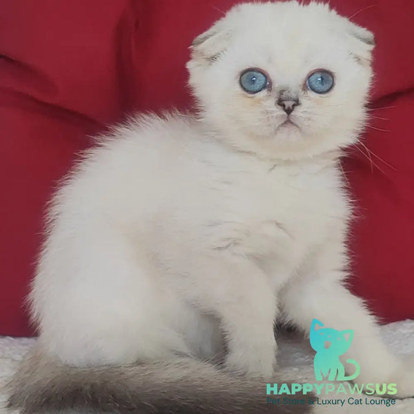 Xiomi Scottish Fold male blue silver ticked tabby - live animals