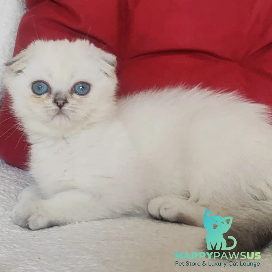 Xiomi Scottish Fold male blue silver ticked tabby - live animals
