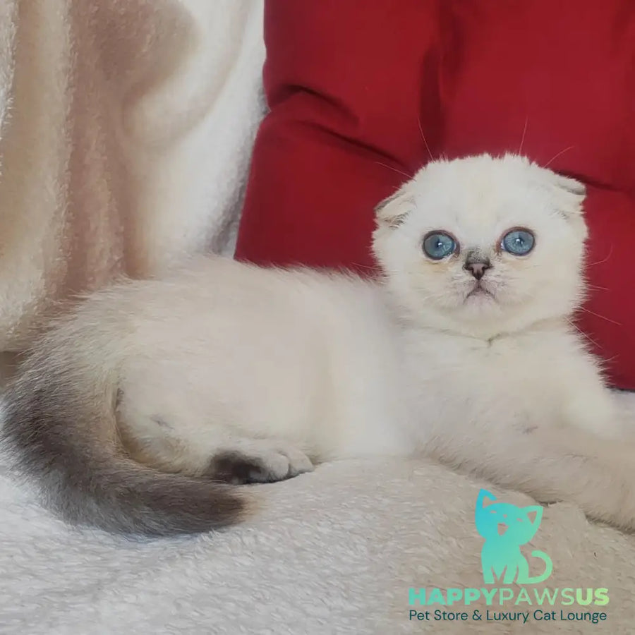 Xiomi Scottish Fold male blue silver ticked tabby - live animals