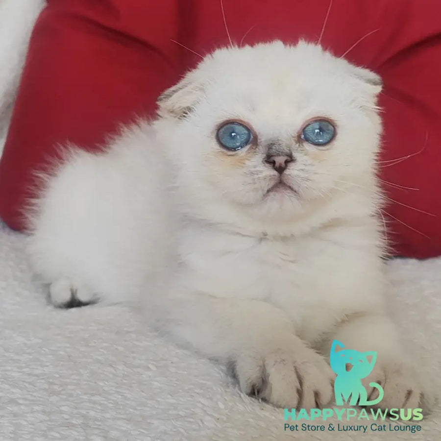 Xiomi Scottish Fold male blue silver ticked tabby - live animals