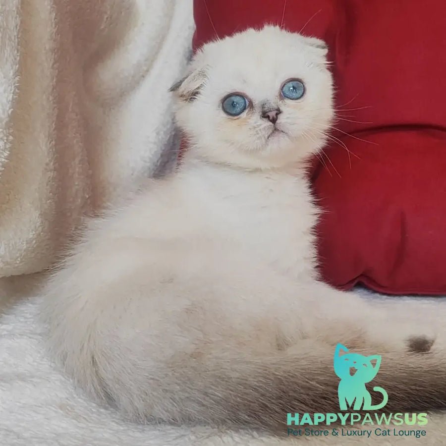 Xiomi Scottish Fold male blue silver ticked tabby - live animals