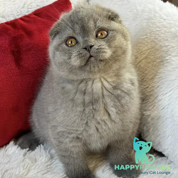 Xion Scottish Fold male blue - live animals
