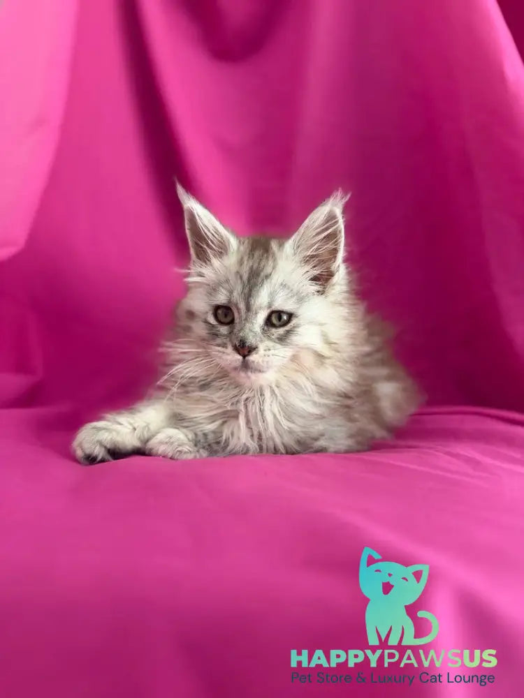 Xiona Maine Coon female black silver tabby - live animals