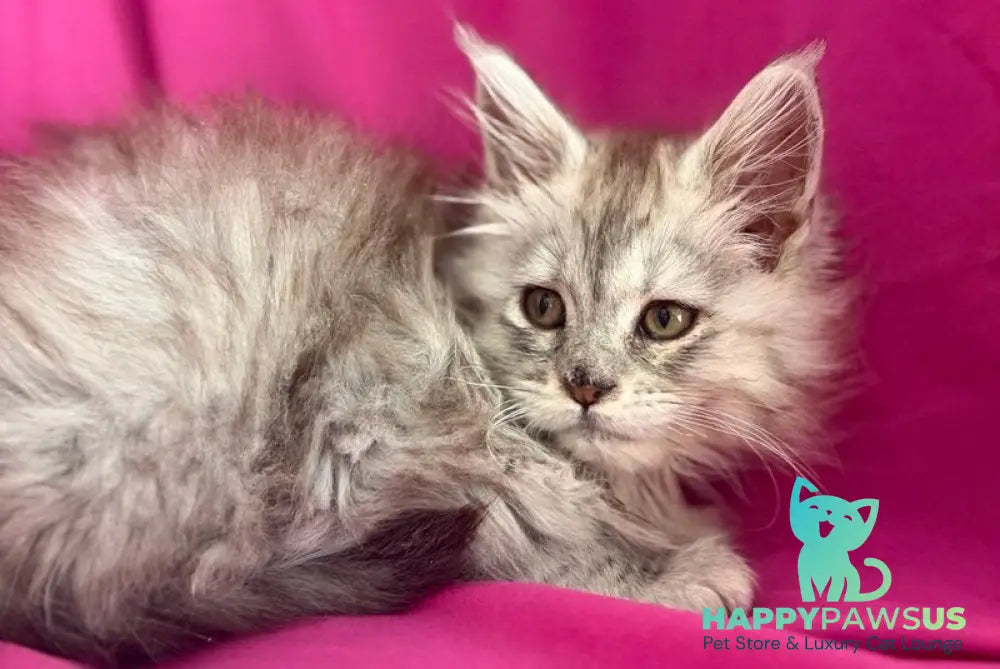 Xiona Maine Coon female black silver tabby - live animals