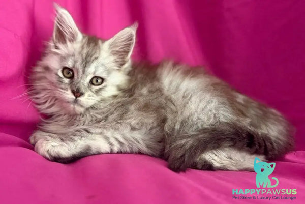 Xiona Maine Coon female black silver tabby - live animals