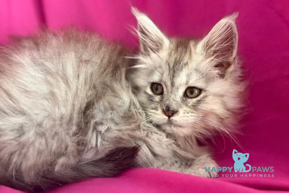 Xiona Maine Coon female black silver tabby - live animals
