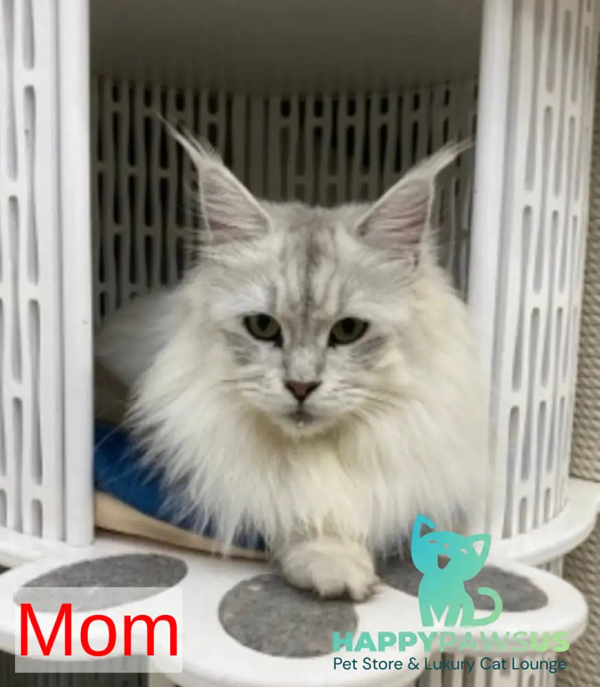 Xiona Maine Coon female black silver tabby - live animals