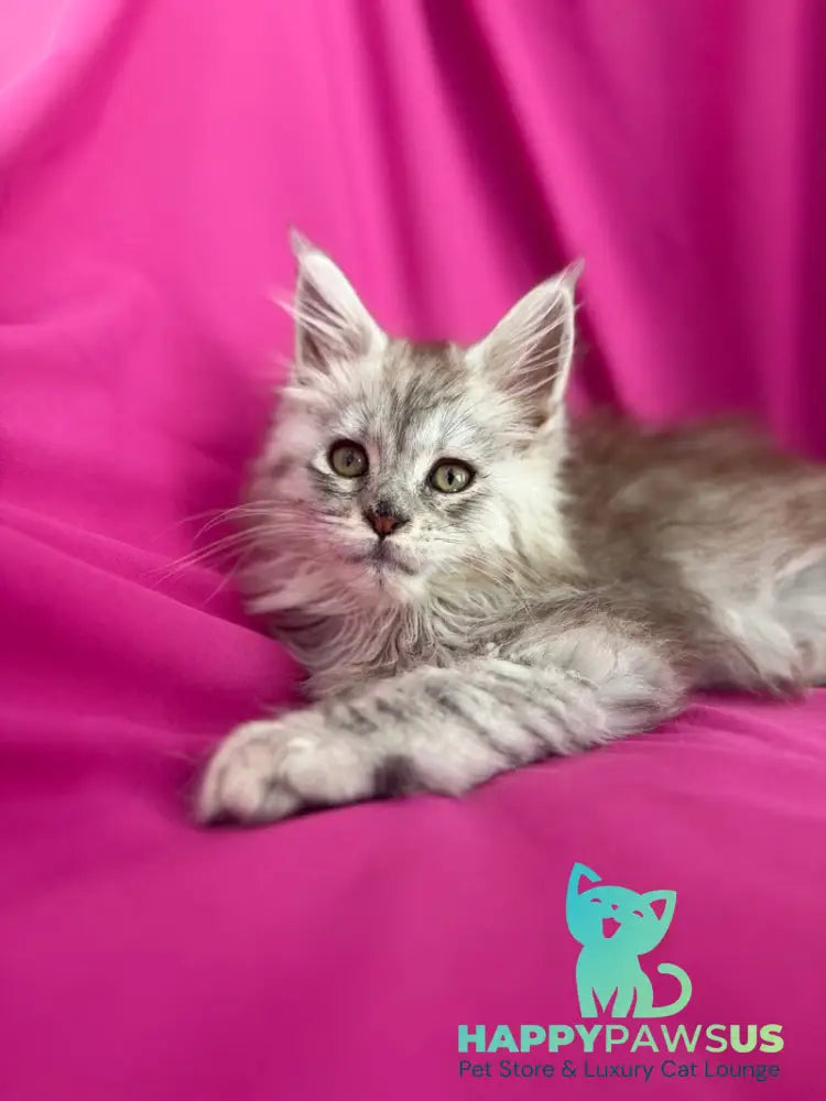 Xiona Maine Coon female black silver tabby - live animals