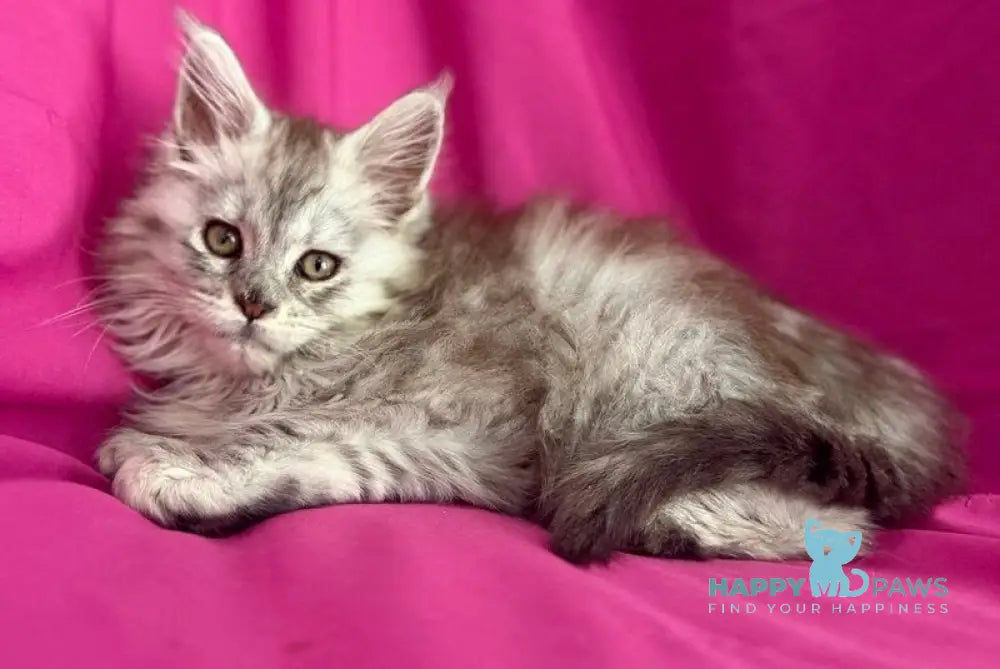 Xiona Maine Coon female black silver tabby - live animals