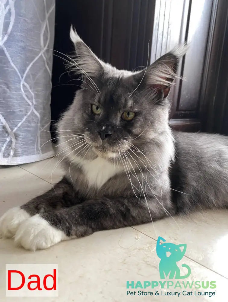 Xiona Maine Coon female black silver tabby - live animals