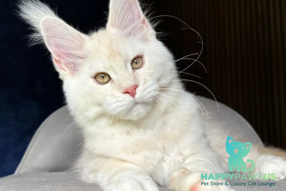 Xipil Maine Coon male cream silver tabby - live animals