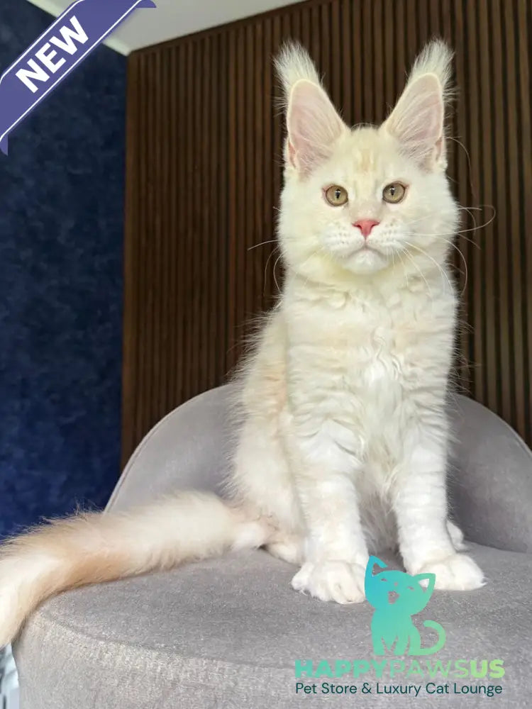 Xipil Maine Coon male cream silver tabby - live animals