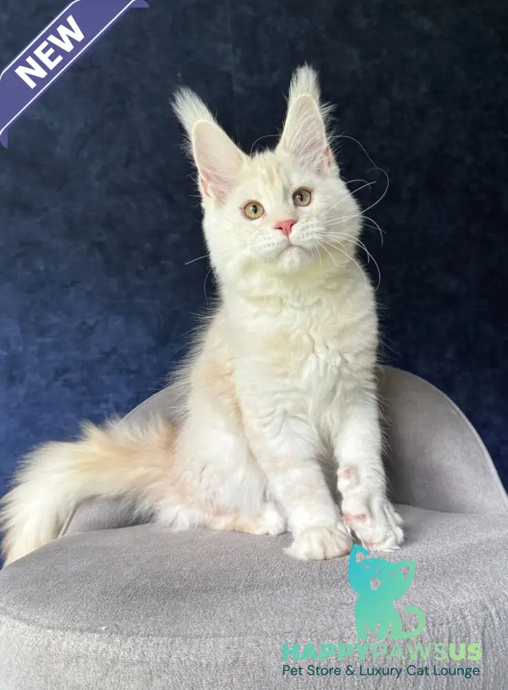 Xipil Maine Coon male cream silver tabby - live animals