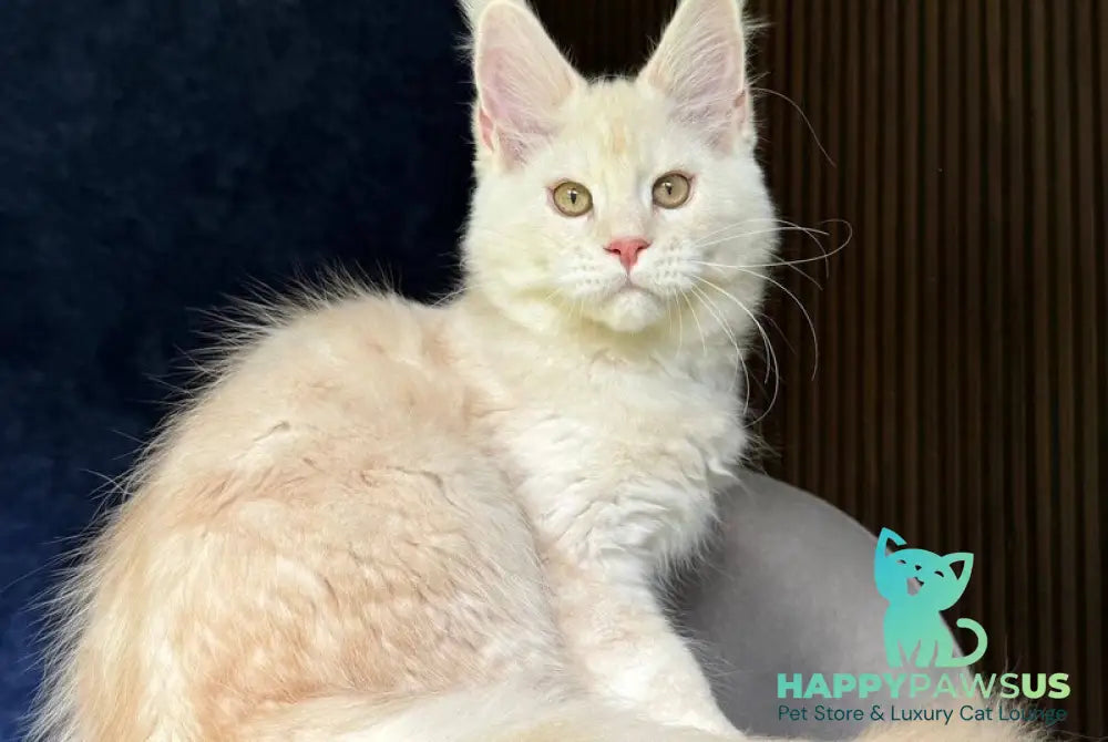 Xipil Maine Coon male cream silver tabby - live animals