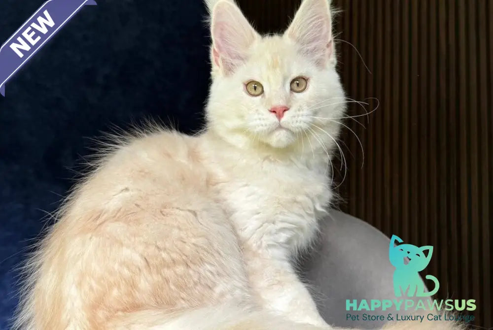 Xipil Maine Coon male cream silver tabby - live animals