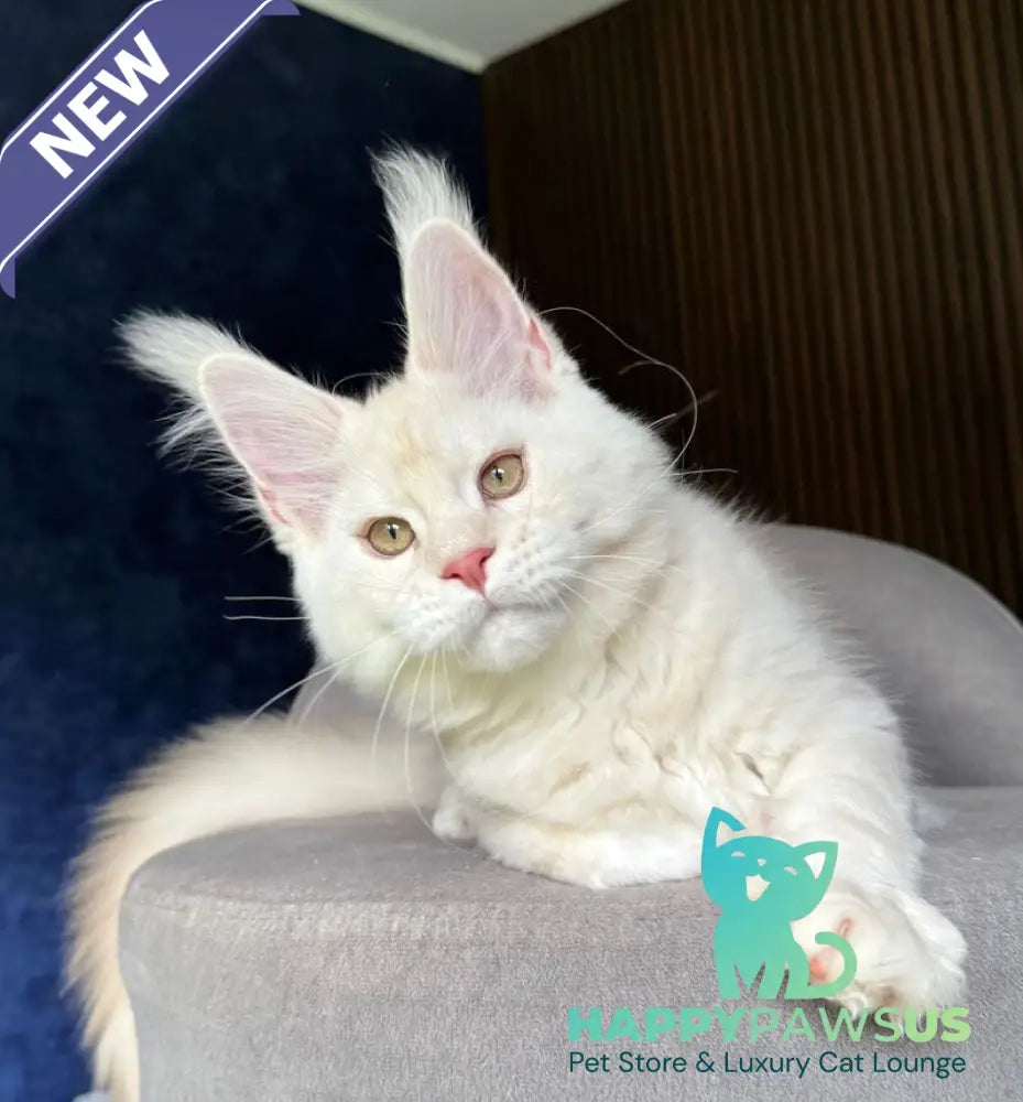 Xipil Maine Coon male cream silver tabby - live animals