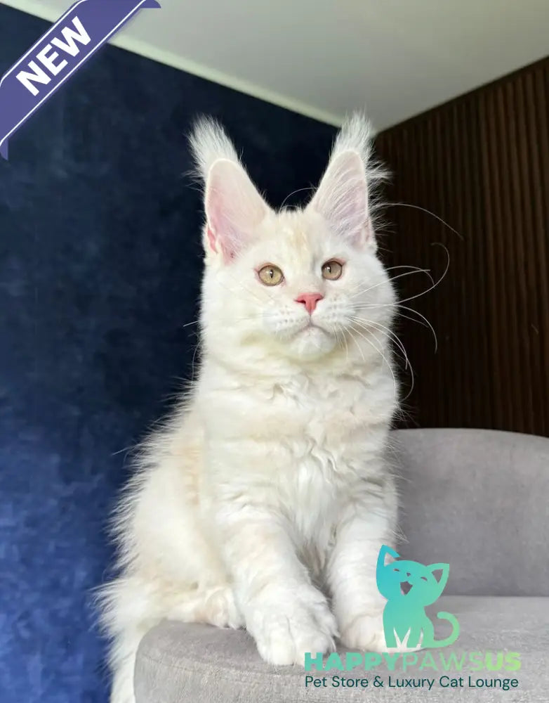 Xipil Maine Coon male cream silver tabby - live animals