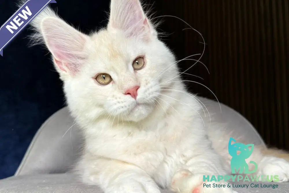 Xipil Maine Coon male cream silver tabby - live animals