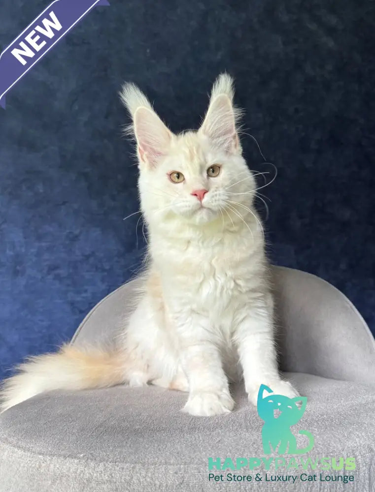 Xipil Maine Coon male cream silver tabby - live animals