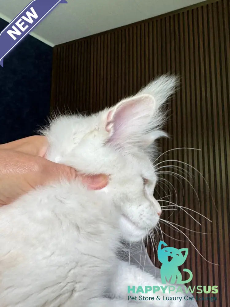 Xipil Maine Coon male cream silver tabby - live animals