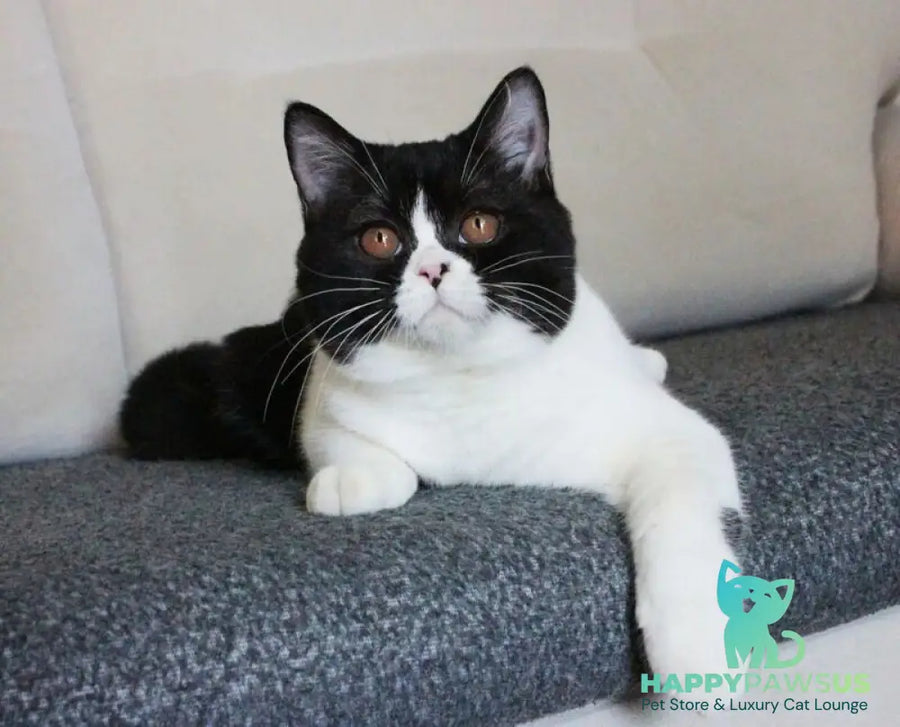 Xloya British Shorthair female black bicolour - live animals