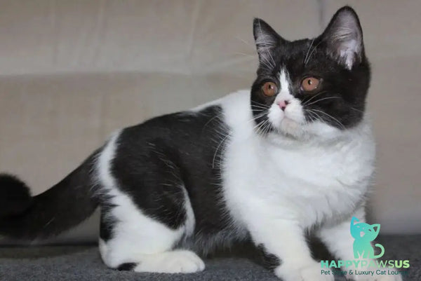 Xloya British Shorthair female black bicolour - live animals