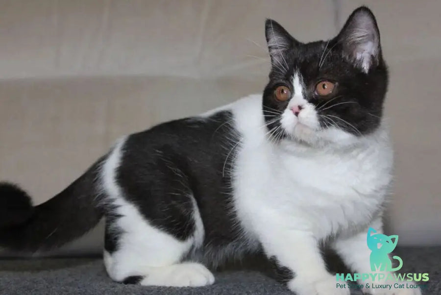 Xloya British Shorthair female black bicolour - live animals