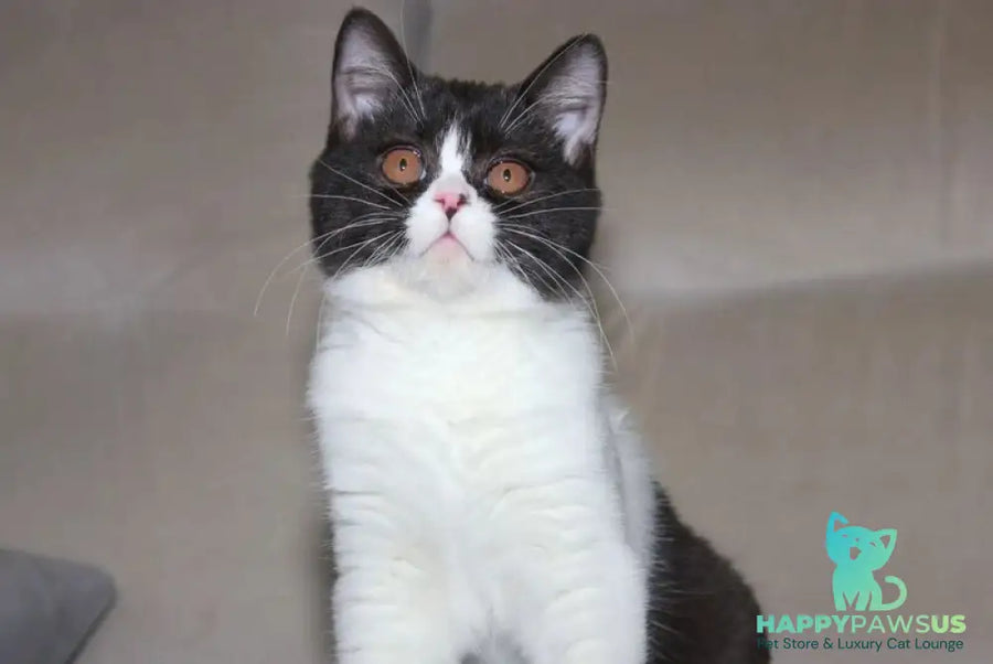 Xloya British Shorthair female black bicolour - live animals