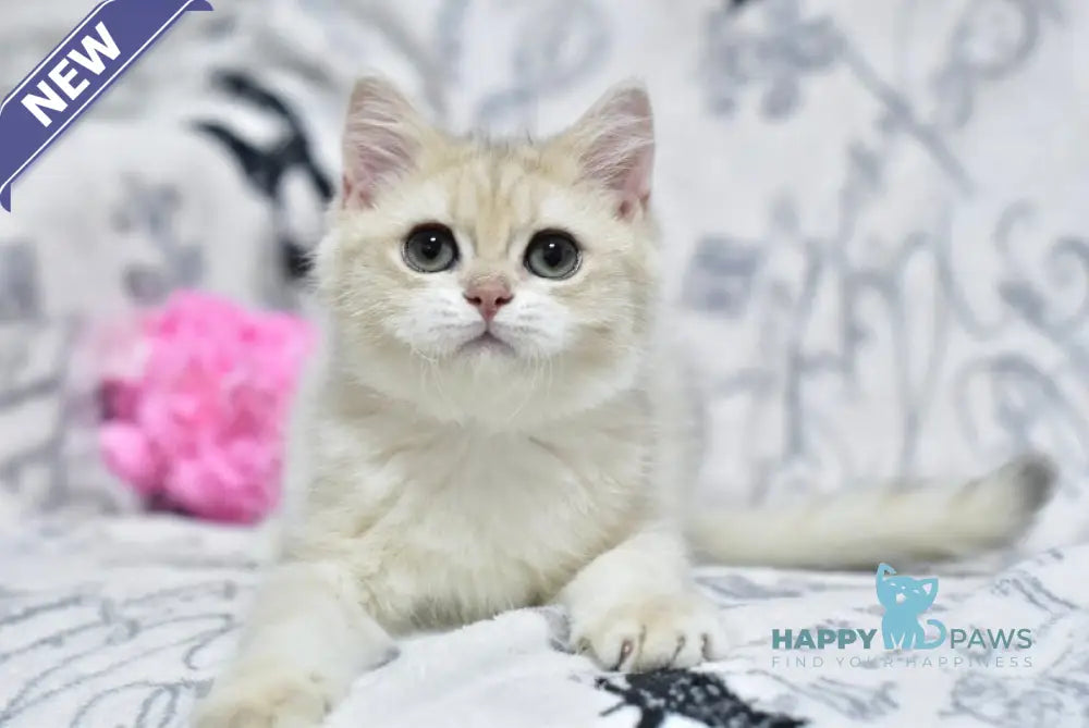 Xmas British Shorthair male blue golden shaded live animals