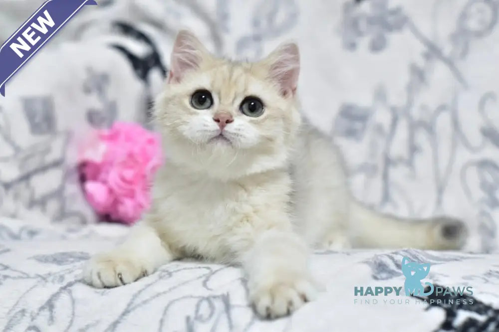 Xmas British Shorthair male blue golden shaded live animals