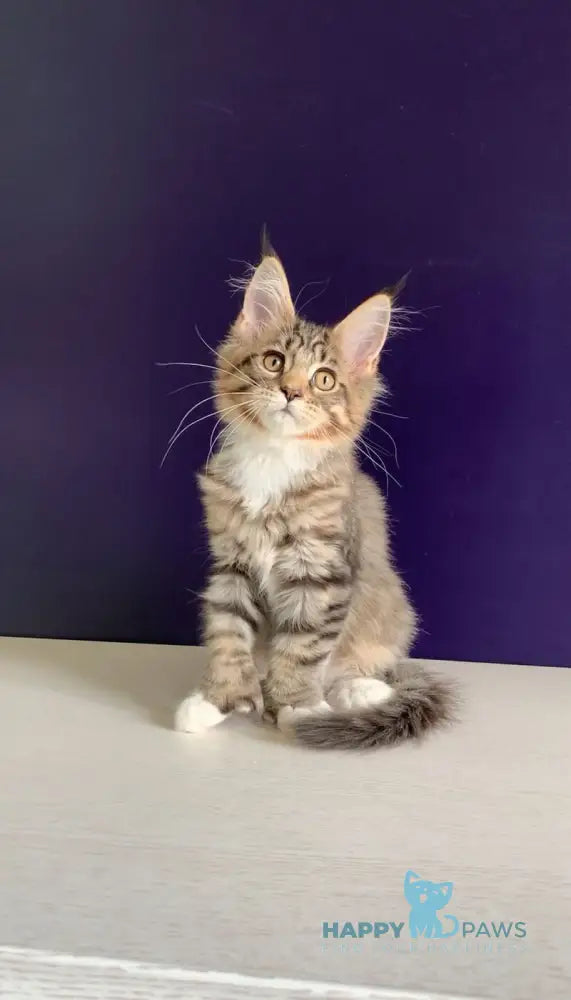 Xoco Maine Coon polydactyl female black tabby with white live animals