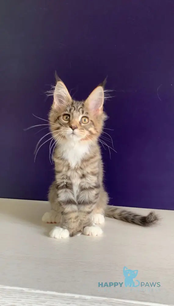 Xoco Maine Coon polydactyl female black tabby with white live animals