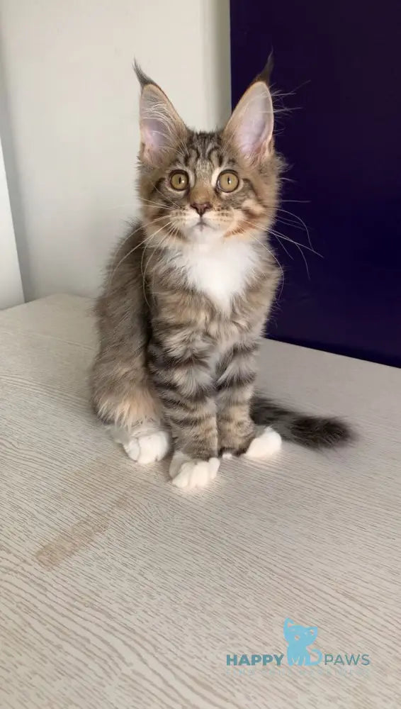 Xoco Maine Coon polydactyl female black tabby with white live animals